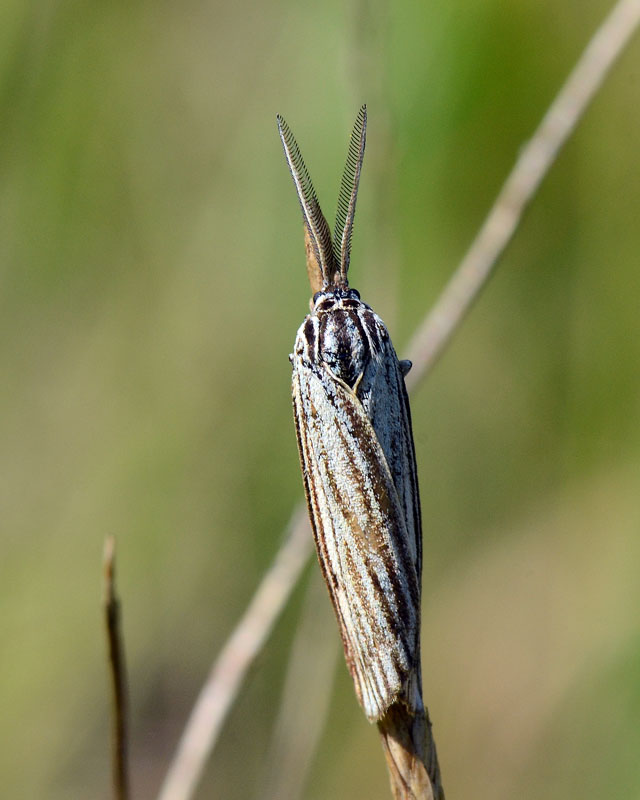 Crambide da identificare
